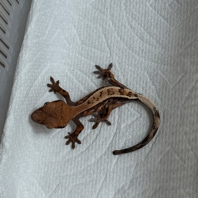 세이블 트라이 익스트림할리퀸 텐저린 풀핀