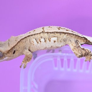 크림시클 화이트핀