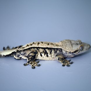 노멀 트라이 익스트림할리퀸