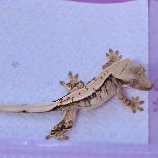 트라이 익스트림할리퀸