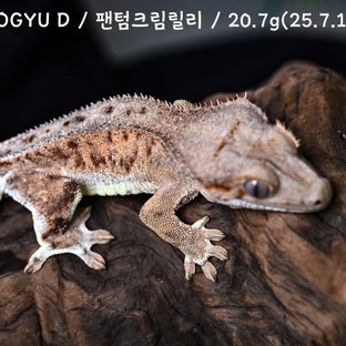 ROGYU D