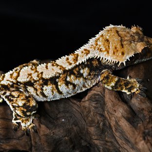 세종