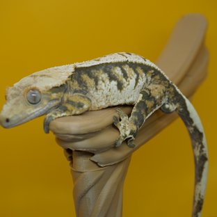 노멀 트라이 익스트림할리퀸