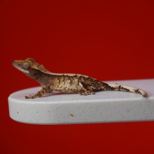 트라이 익스트림할리퀸