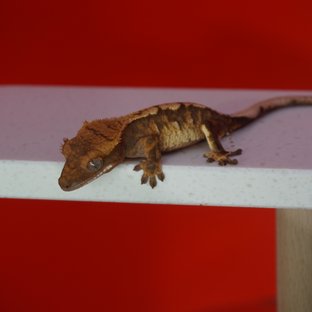 트라이 익스트림할리퀸