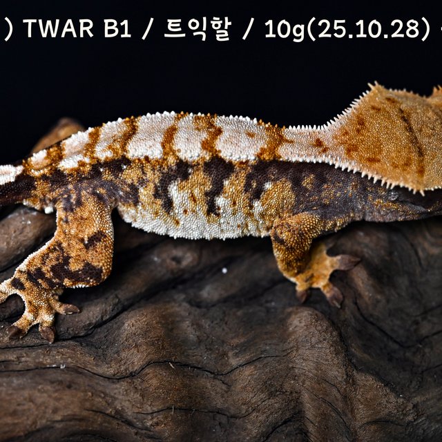 트라이 익스트림할리퀸 텐저린