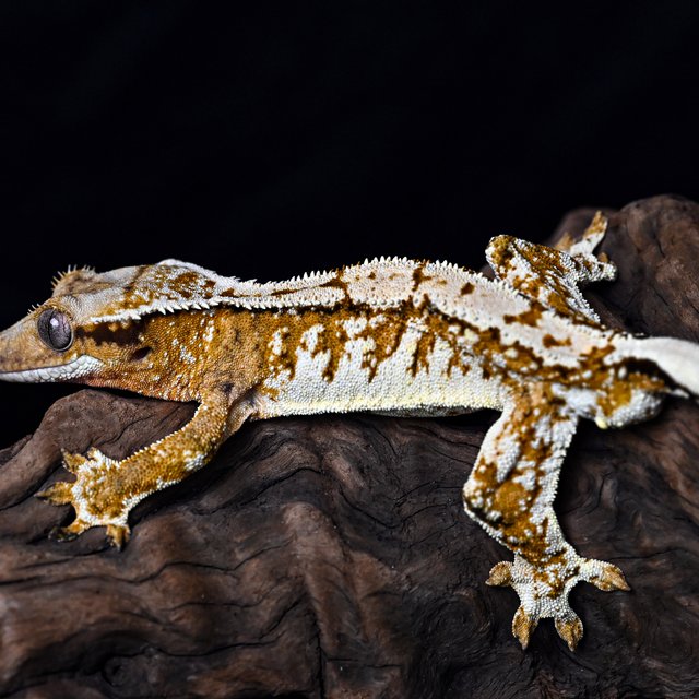 트라이 익스트림할리퀸