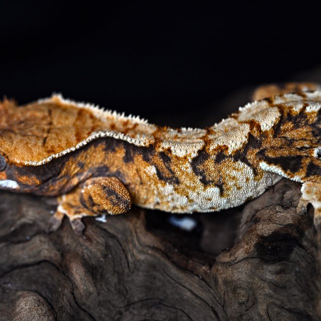 트라이 익스트림할리퀸 텐저린