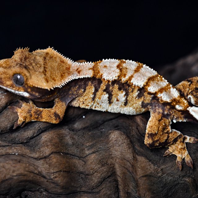 트라이 익스트림할리퀸 텐저린