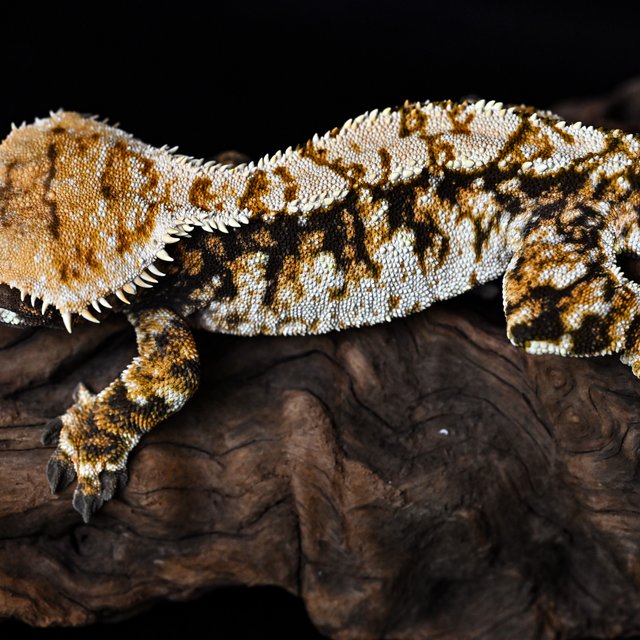 트라이 익스트림할리퀸