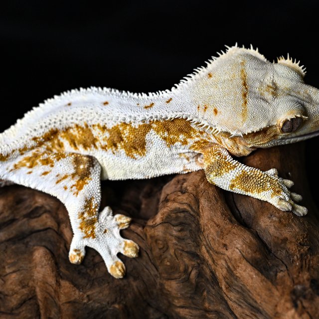 크림 릴리화이트