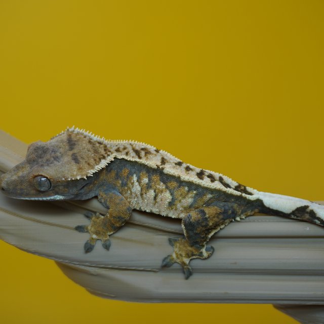 노멀 트라이 화이트핀