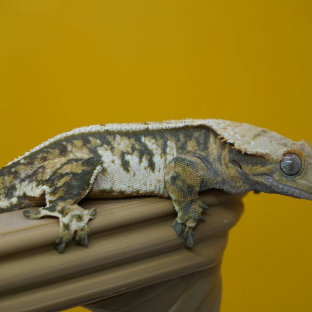 노멀 트라이 익스트림할리퀸