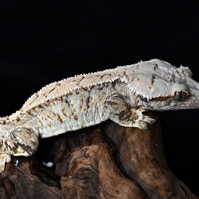 트라이 익스트림할리퀸 화이트핀