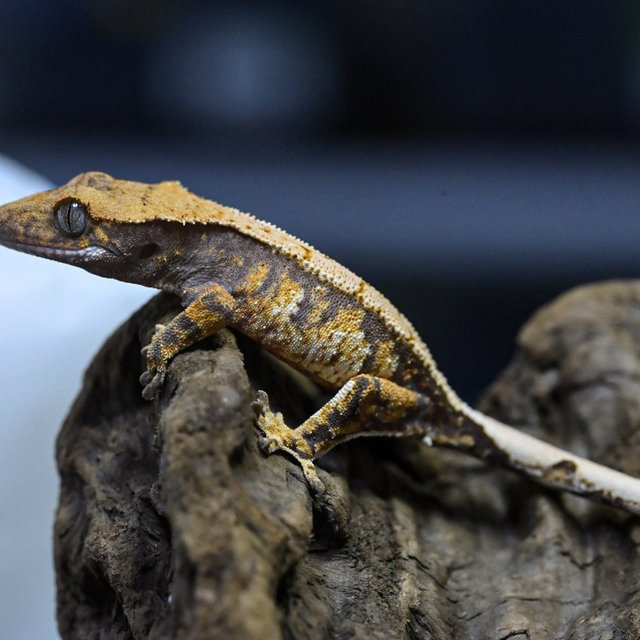 트라이 익스트림할리퀸