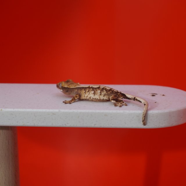 트라이 익스트림할리퀸