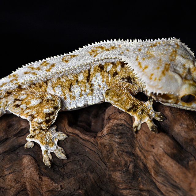 트라이 화이트스팟 풀핀 화이트핀 익스트림할리퀸