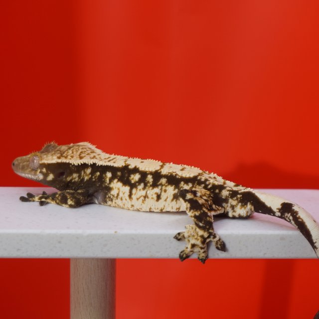 노멀 화이트핀 화이트스팟