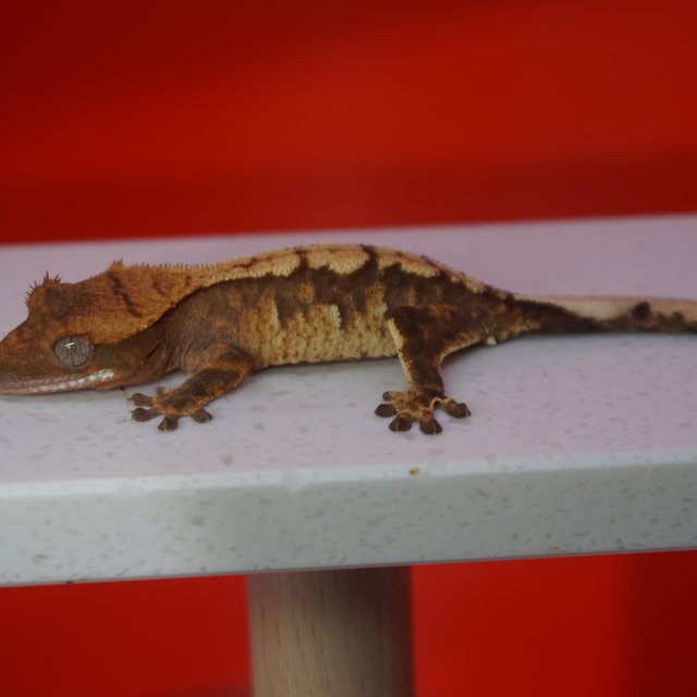 트라이 익스트림할리퀸