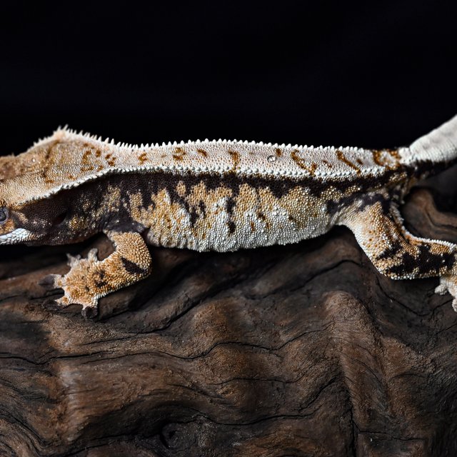 트라이 익스트림할리퀸