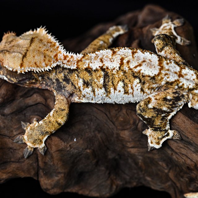 트라이 익스트림할리퀸