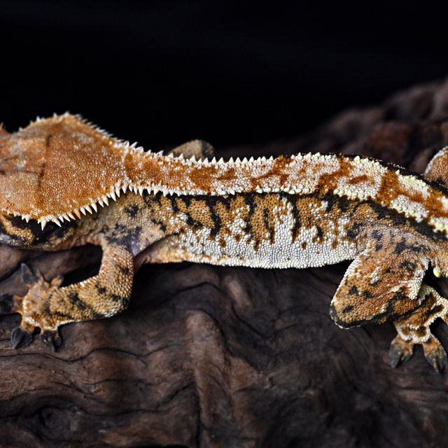 트라이 익스트림할리퀸 텐저린