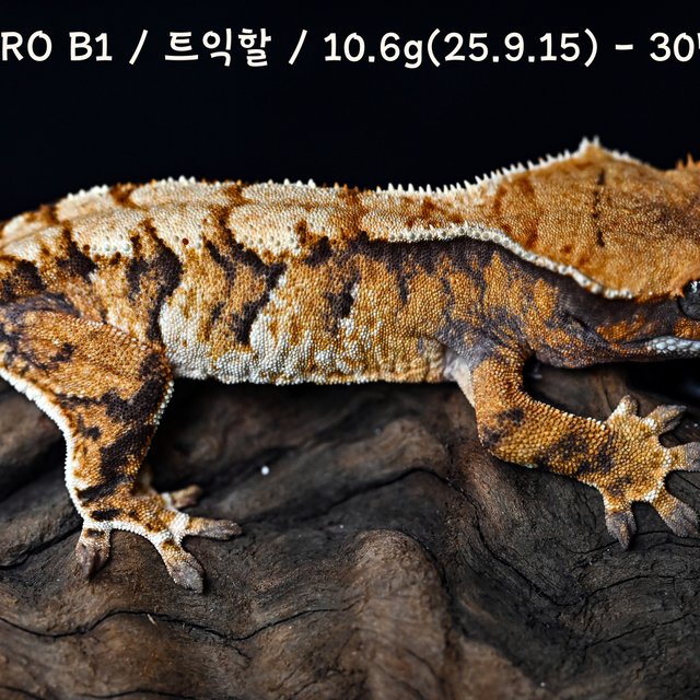 트라이 익스트림할리퀸 텐저린