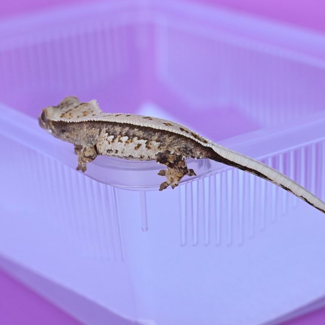 트라이 화이트핀