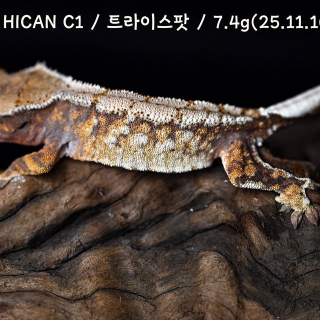 트라이 화이트스팟