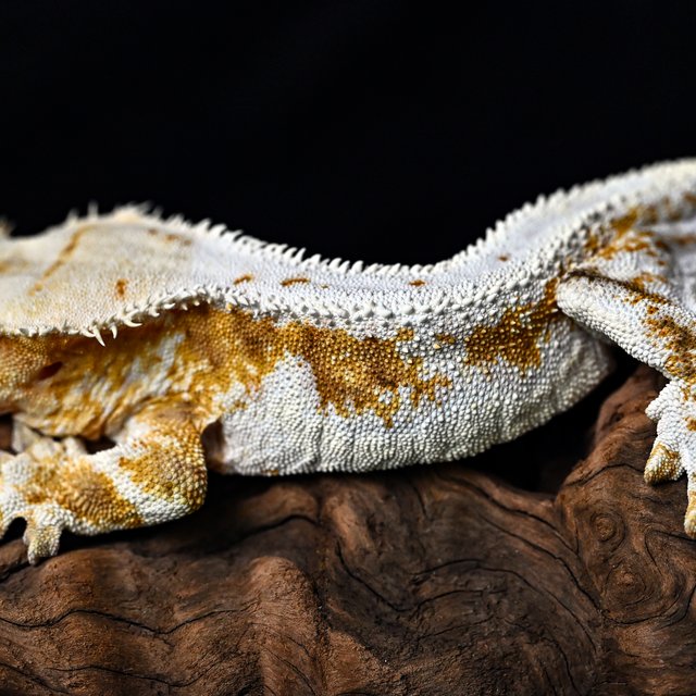 크림 릴리화이트