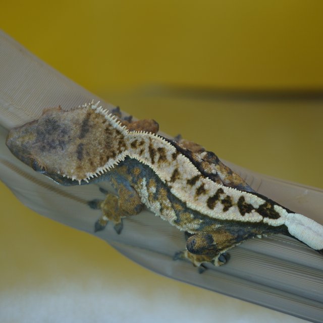 노멀 트라이 화이트핀