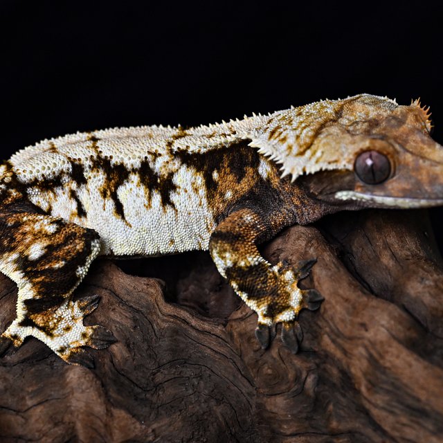 트라이 익스트림할리퀸