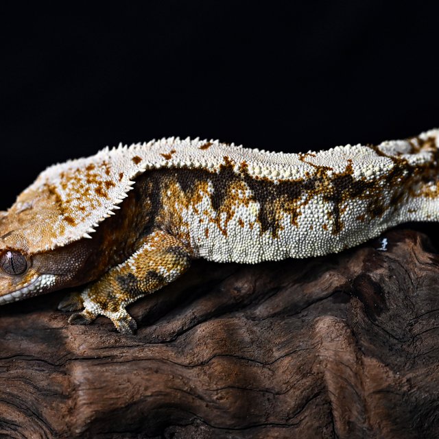 트라이 익스트림할리퀸