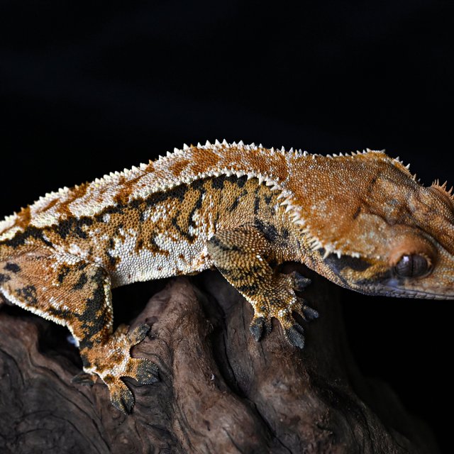 트라이 익스트림할리퀸 텐저린