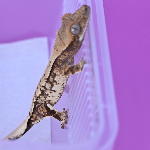 트라이 익스트림할리퀸