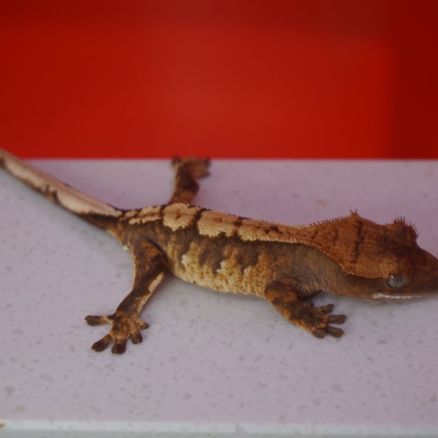 트라이 익스트림할리퀸