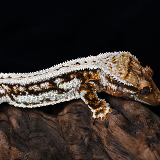 트라이 쿼드 핀스트라이프 화이트핀