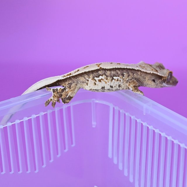 트라이 화이트핀