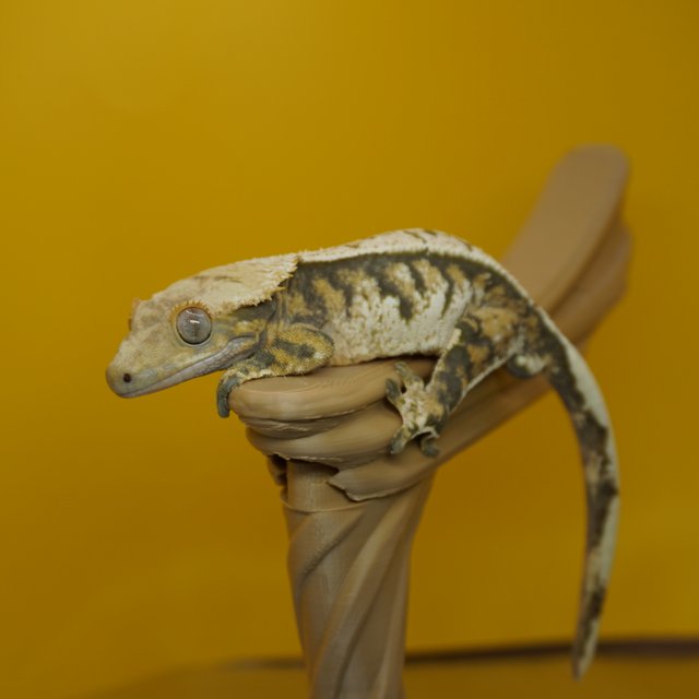 노멀 트라이 익스트림할리퀸