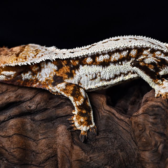 트라이 쿼드 핀스트라이프 화이트핀