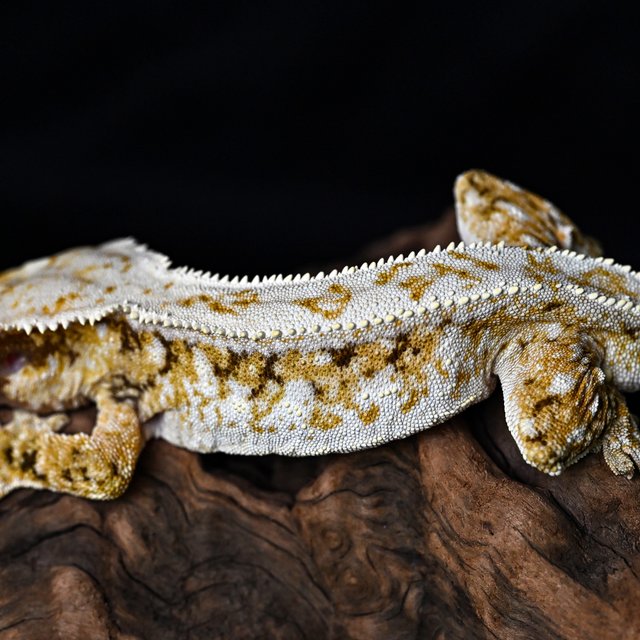 트라이 화이트스팟 풀핀 화이트핀 익스트림할리퀸