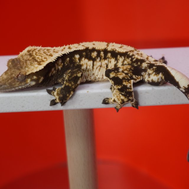 노멀 화이트핀 화이트스팟