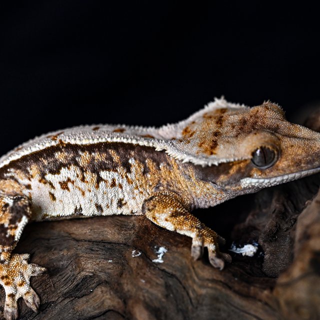 트라이 쿼드 핀스트라이프 화이트스팟 화이트크라운