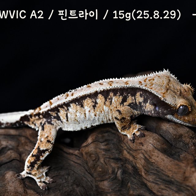 트라이 익스트림할리퀸