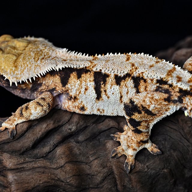 트라이 익스트림할리퀸