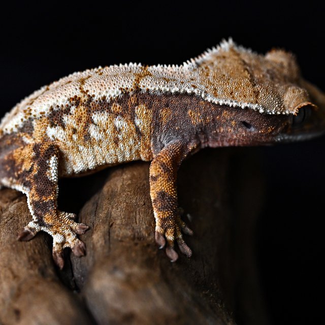 트라이 화이트스팟