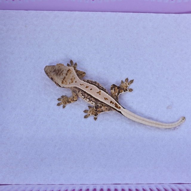 트라이 화이트핀