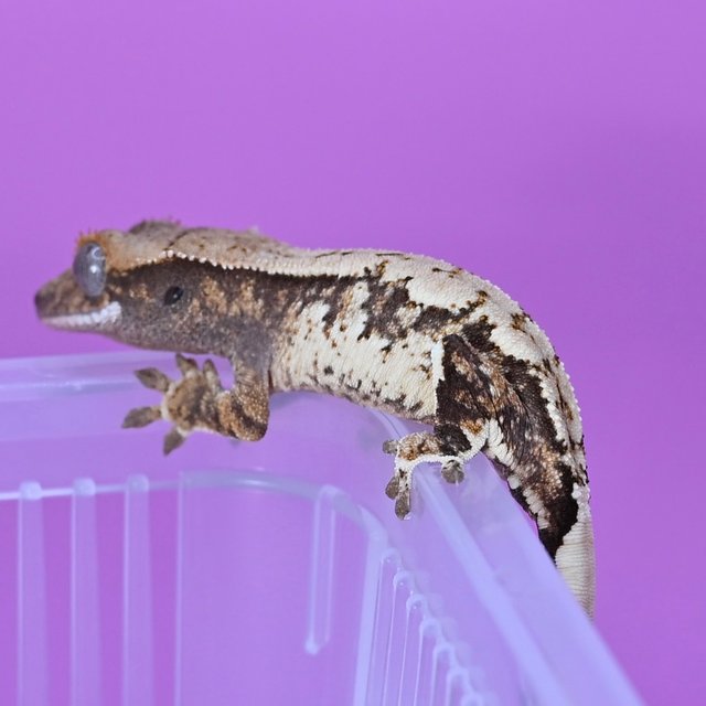 트라이 익스트림할리퀸