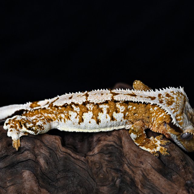 트라이 익스트림할리퀸