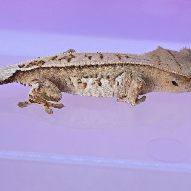 크림시클 화이트핀